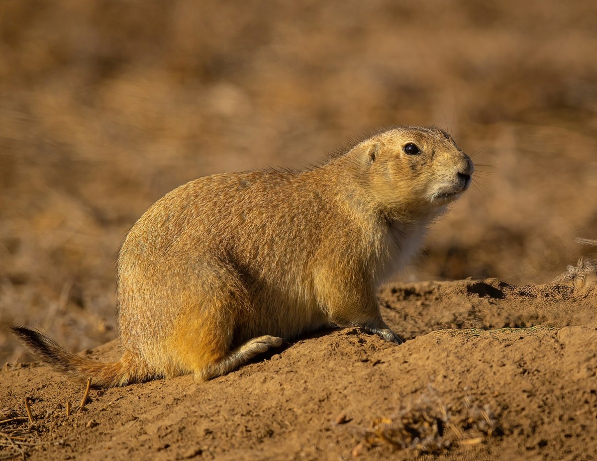 Other Mammals Texas Photo Man